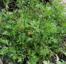 Artemisia cina Homöopathische Substanzspektren Simulibus-Chip