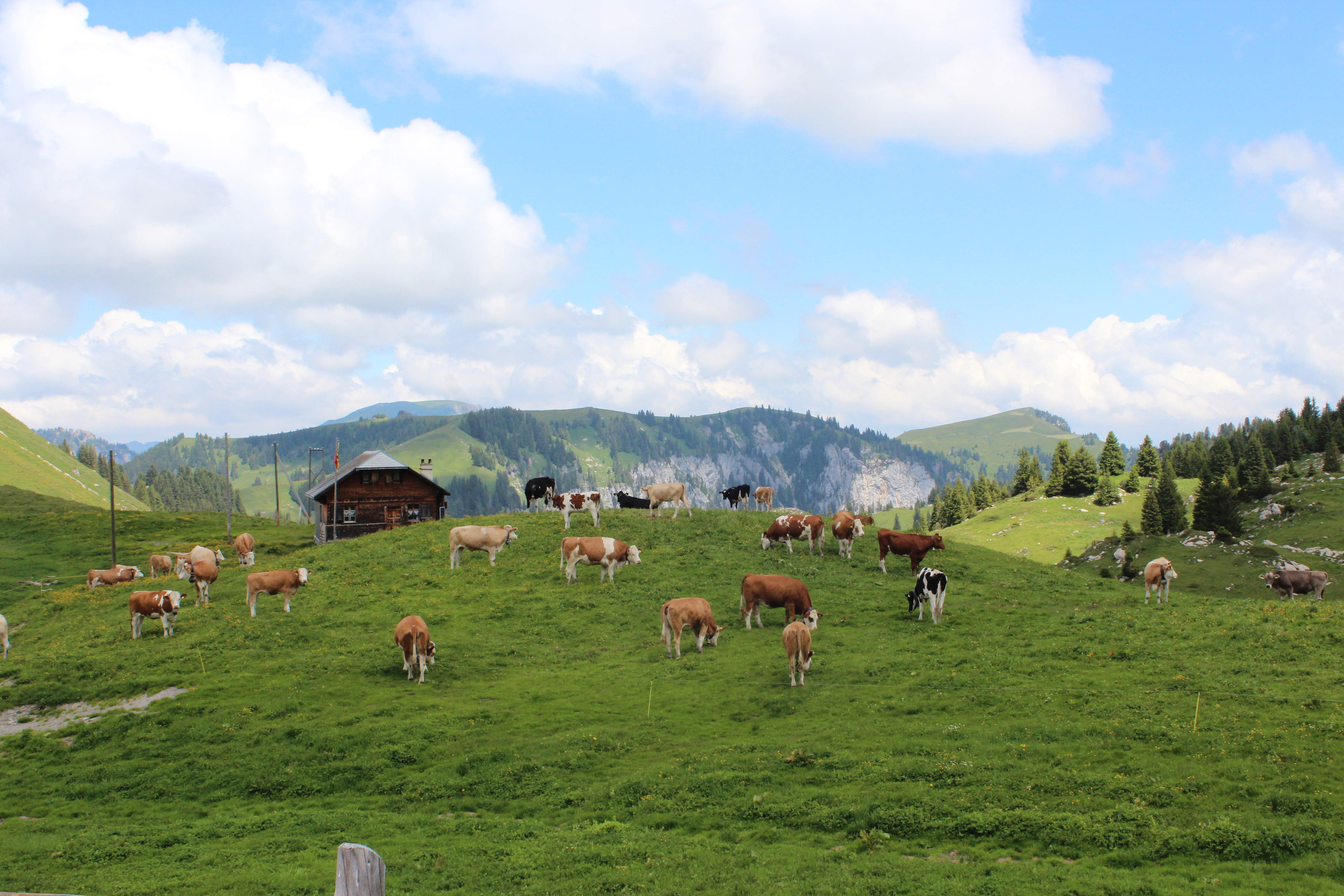 Rinder am Stierenberg