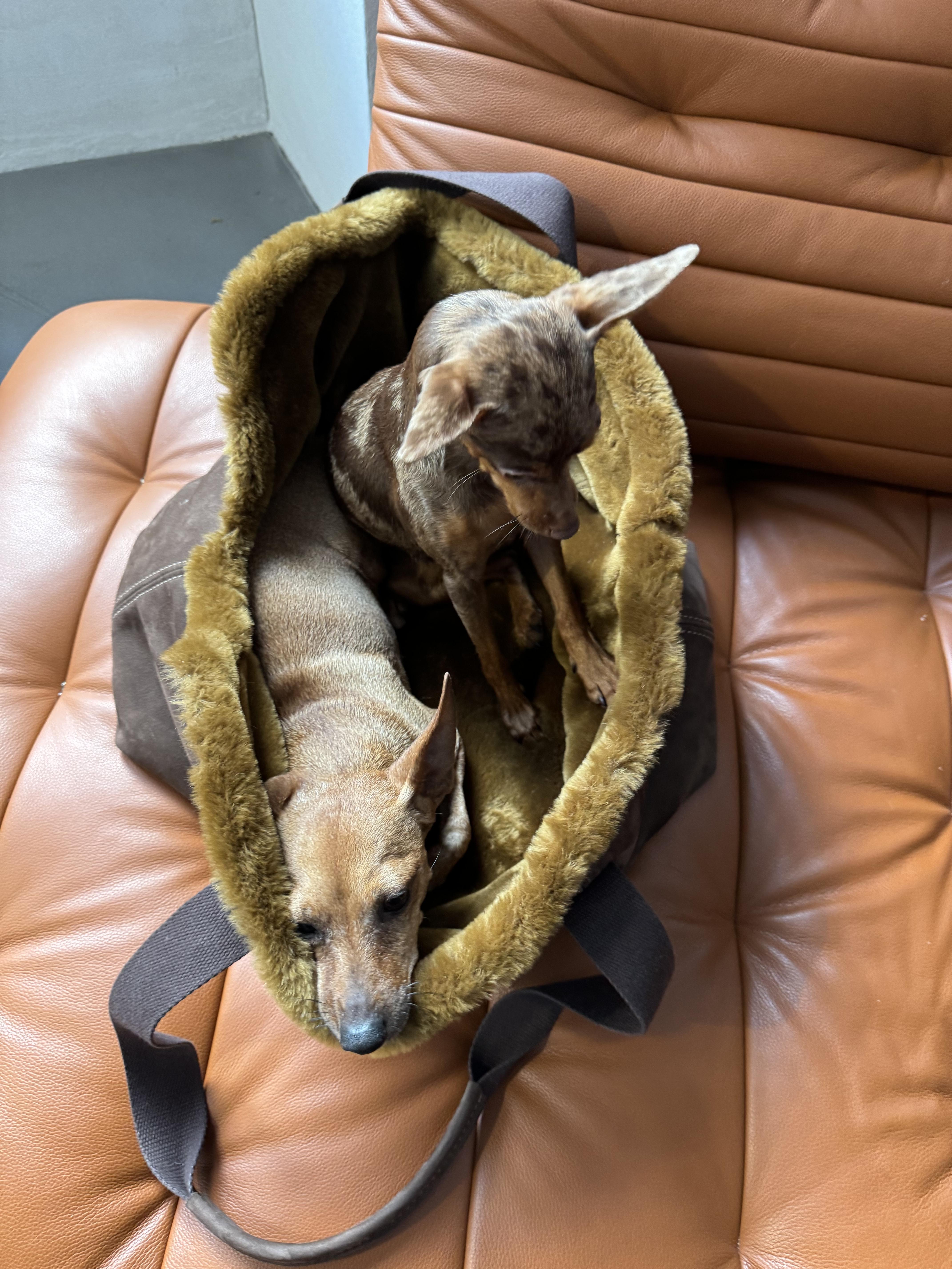 Hundetasche / Dogtote cozy