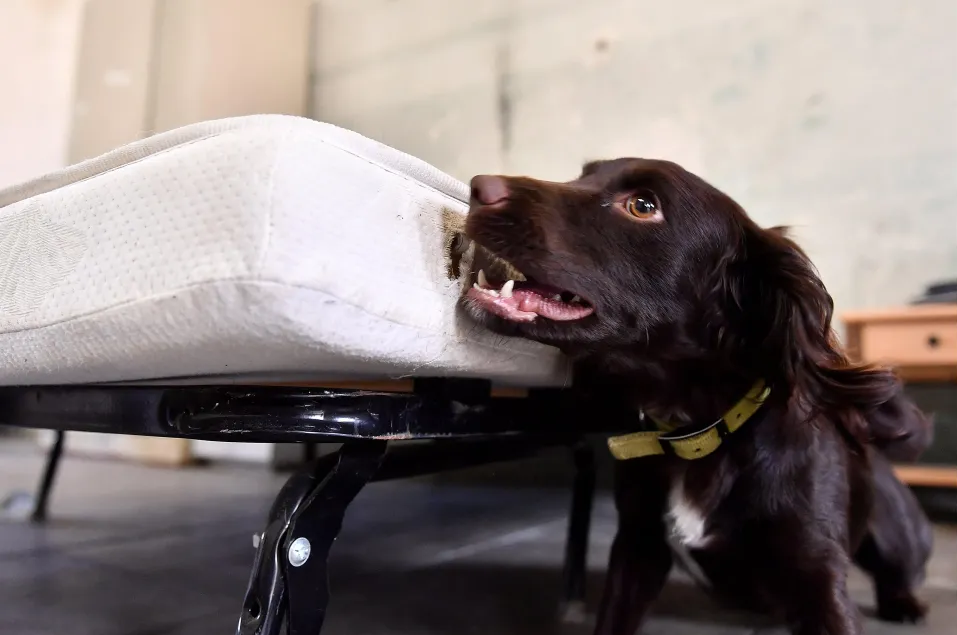 Détection canine genève, Chien de détection des punaises de lits