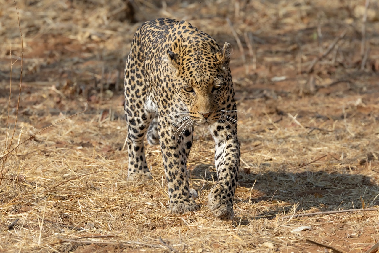 Leopard Botswana