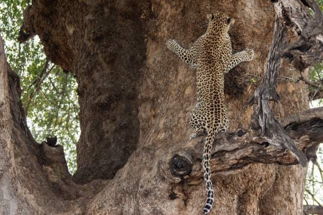 Botswana Mashatu, Leopard