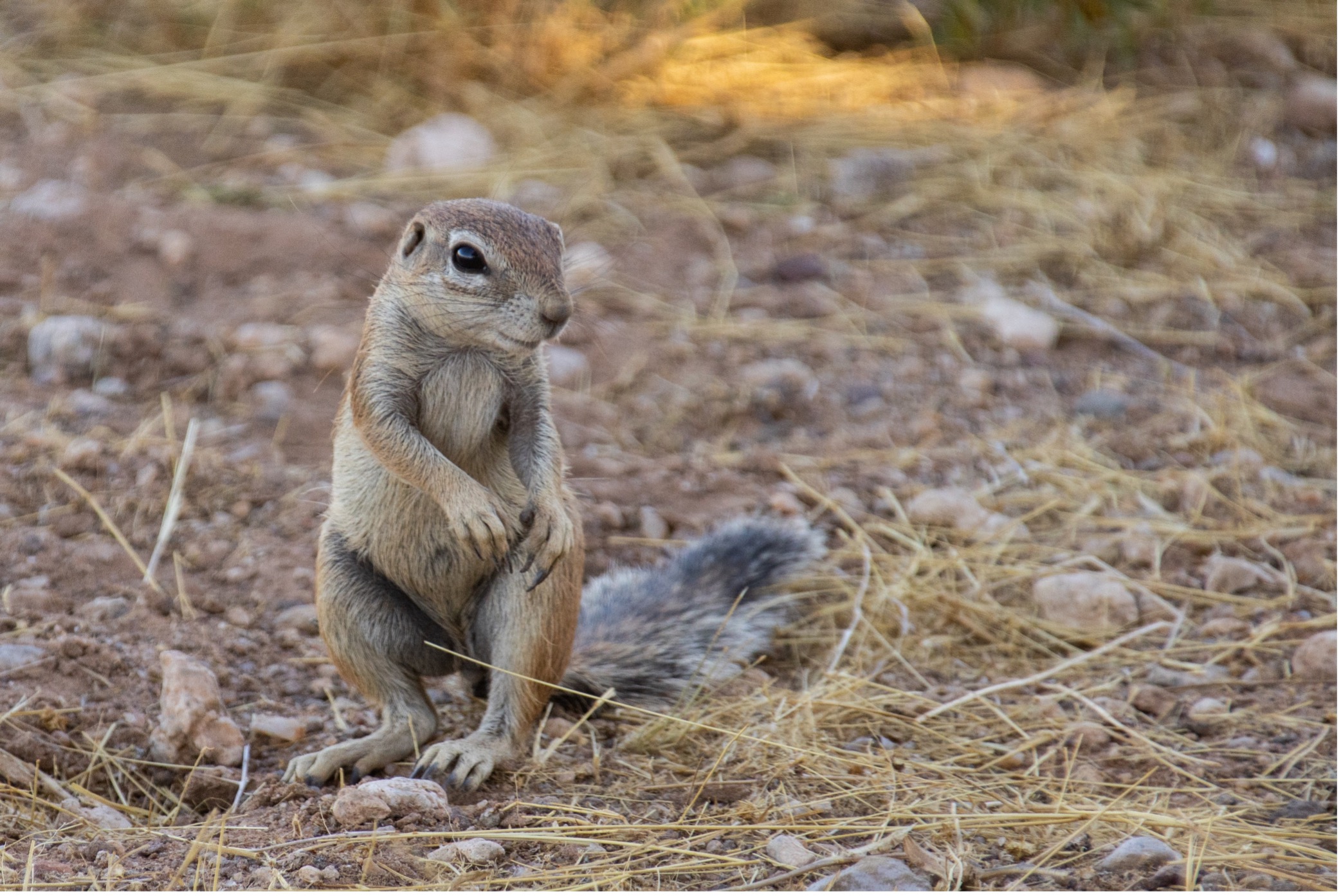 Namibia Reise 2023, Ground Squirrel