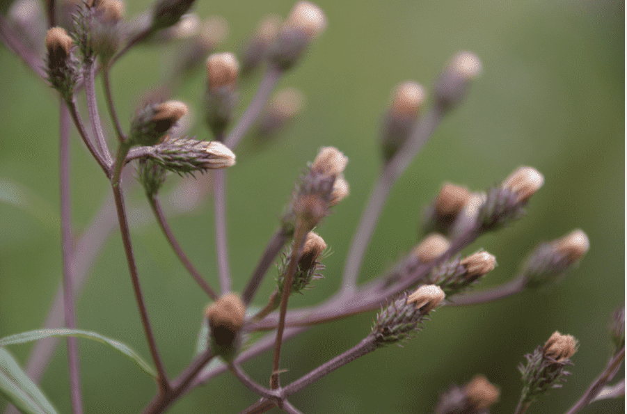 Vernonia arkansana (crinita)