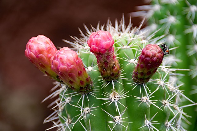 Afrikanische Blüten