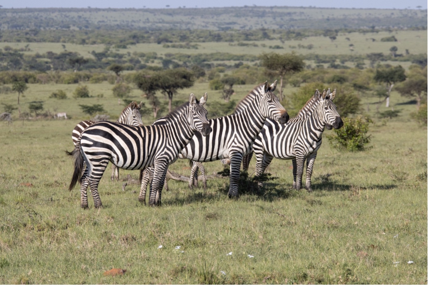 Kenya, Masai Mara, Zebra