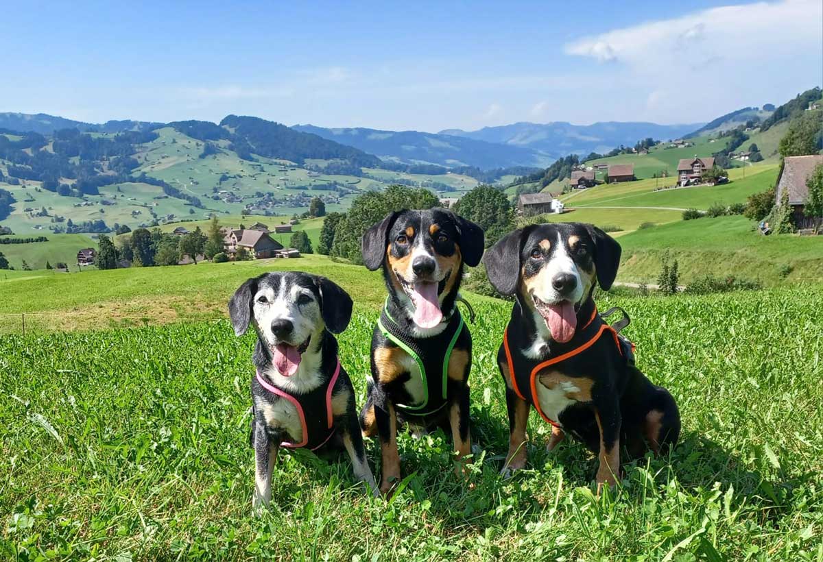 Alina-Maika vom Randental, Bajosh-Bayani von der Federlesmahd und Darka von der Wigger.