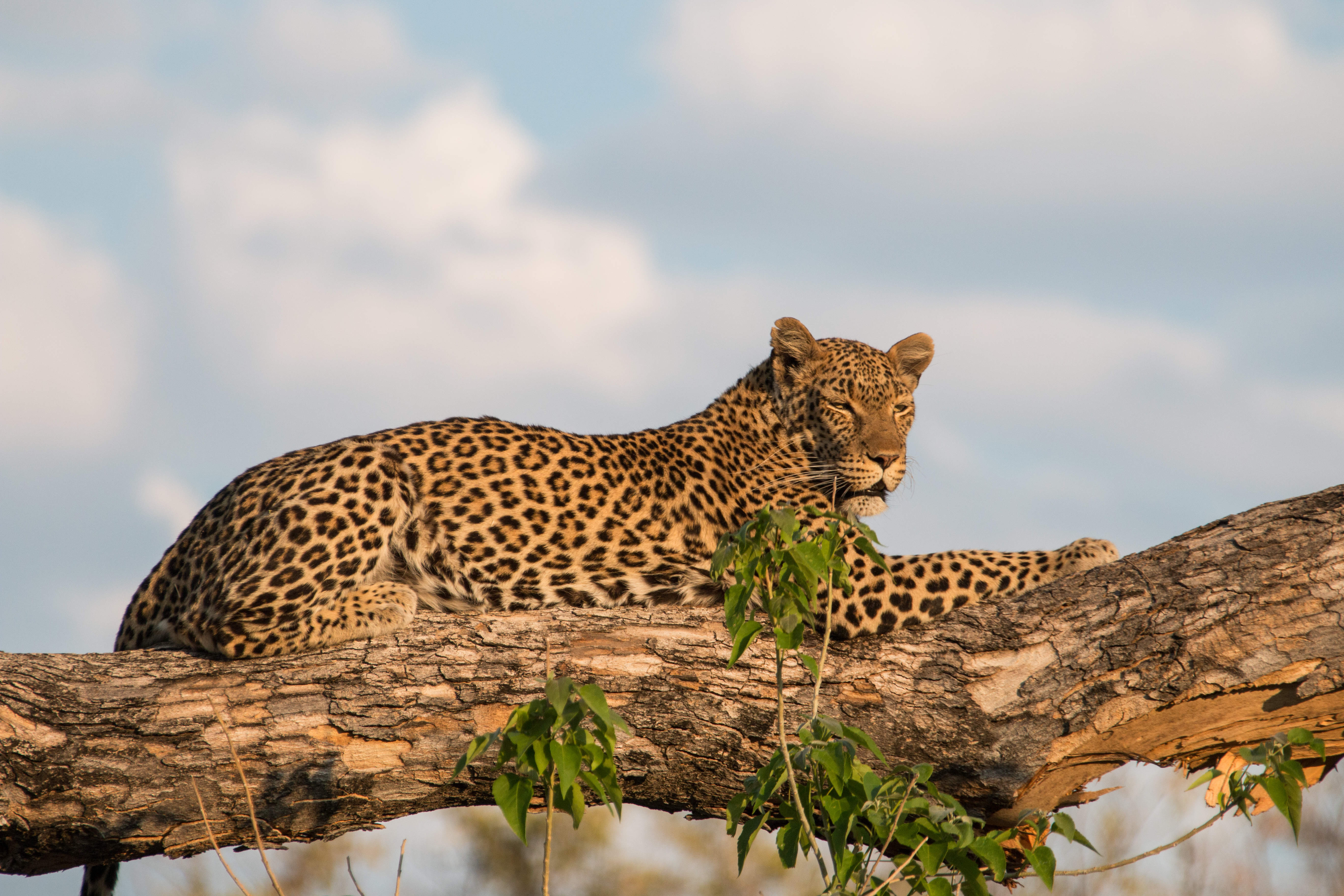 Botswana Reise 2022, Leopard