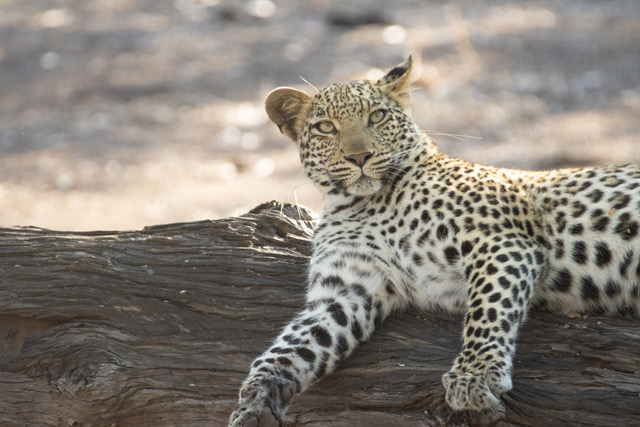 Fotosafari Botswana 2023, Leopard
