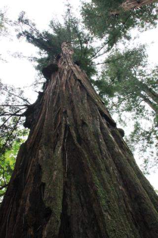 Redwood Baum