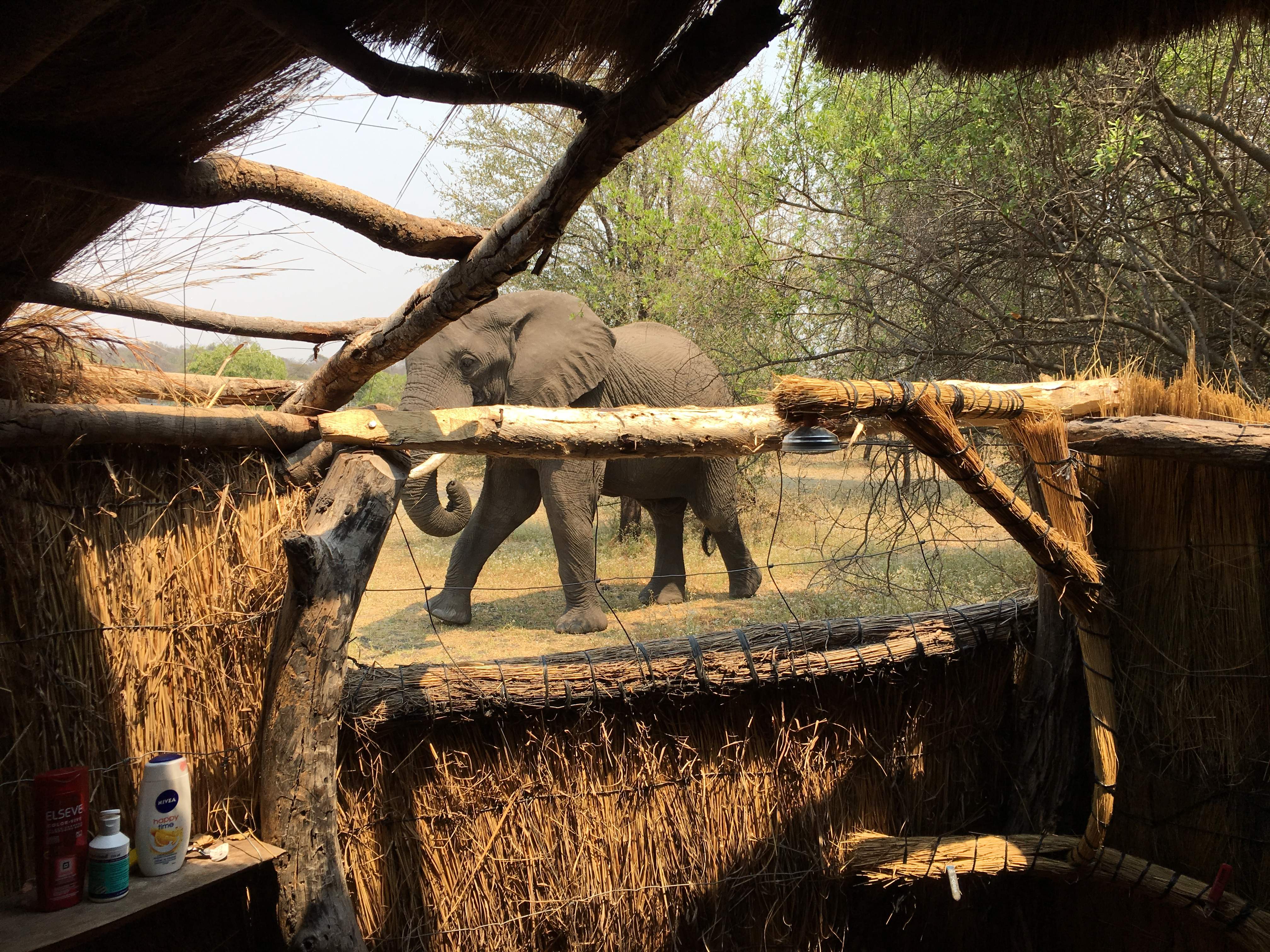 Sambia Reise 2020, Kafue NP, Elefant