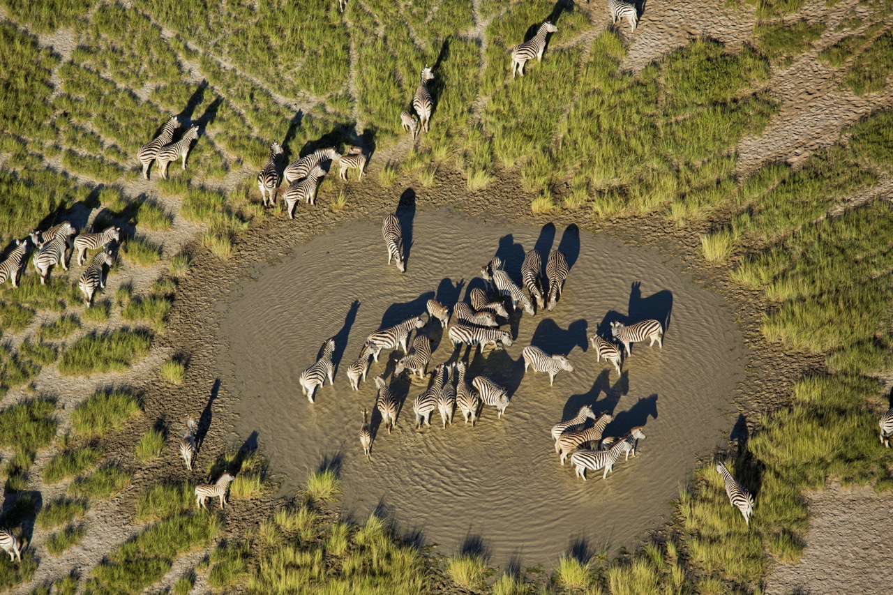 Zebra Migration Makgadigkgadi NP