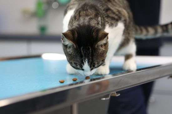 auch Katzen lassen sich vom Tierarzt gerne belohnen und verwöhnen