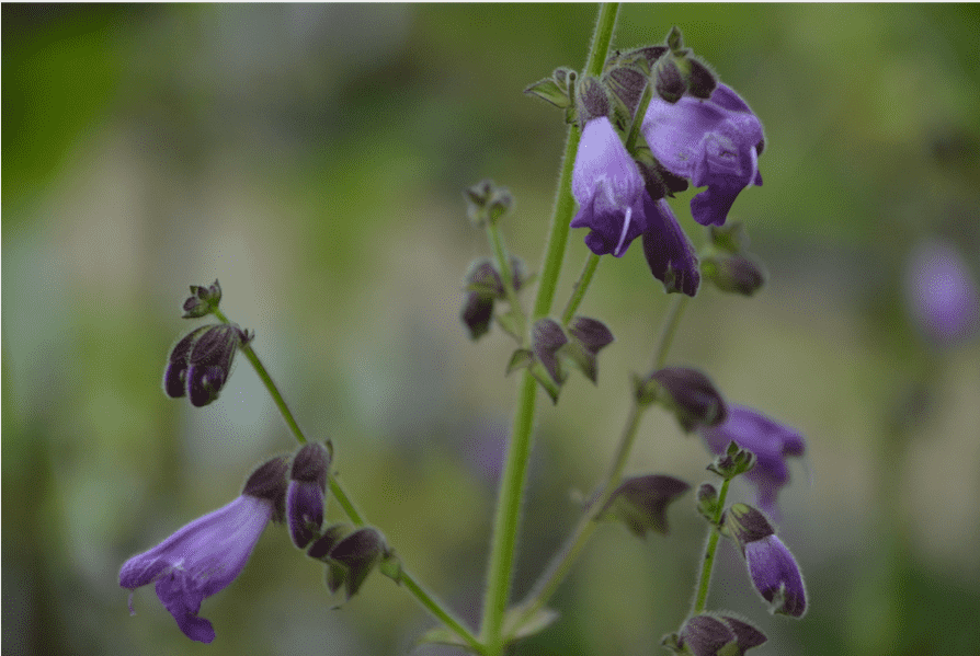 Salvia hians