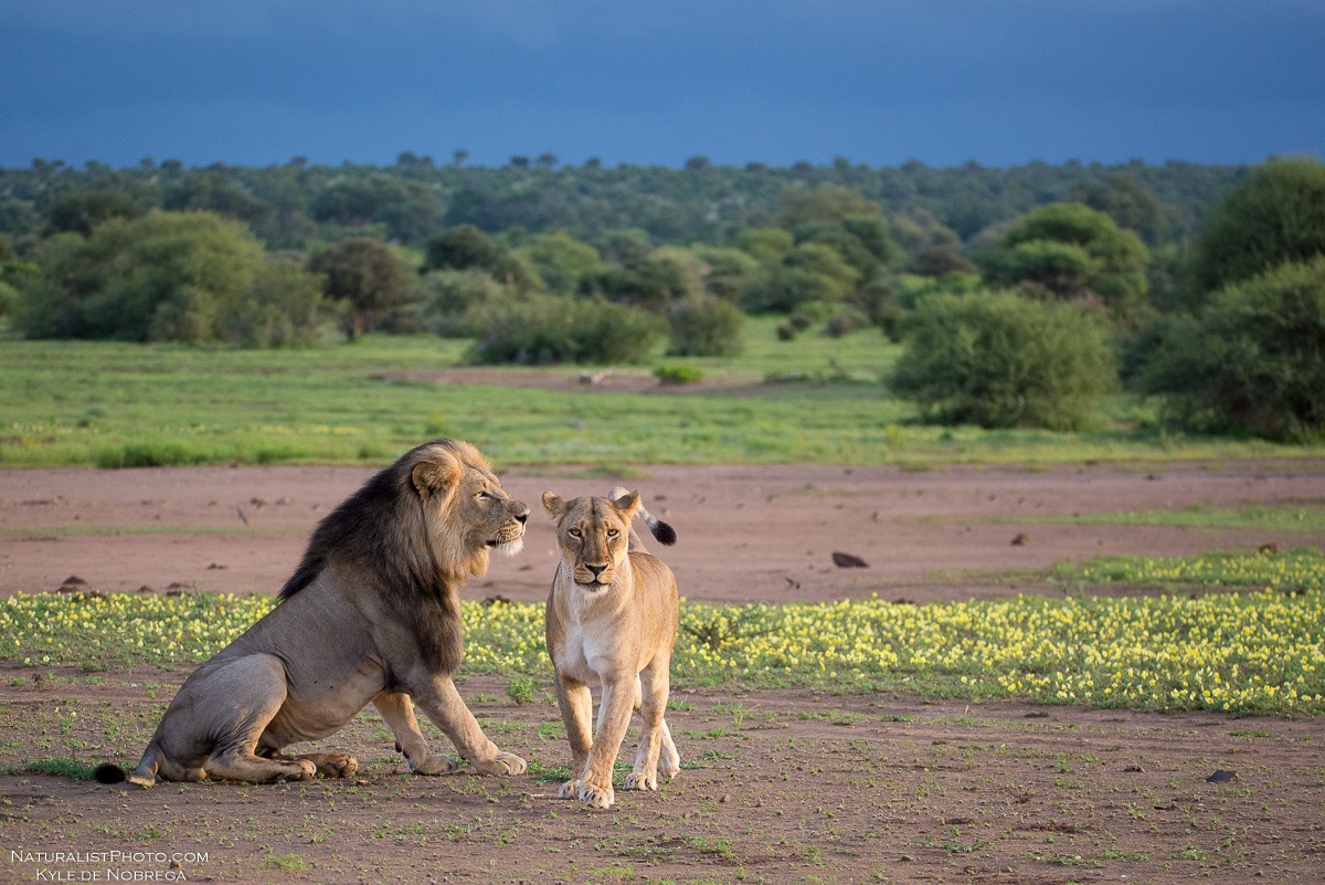 Mashatu Game Reserve