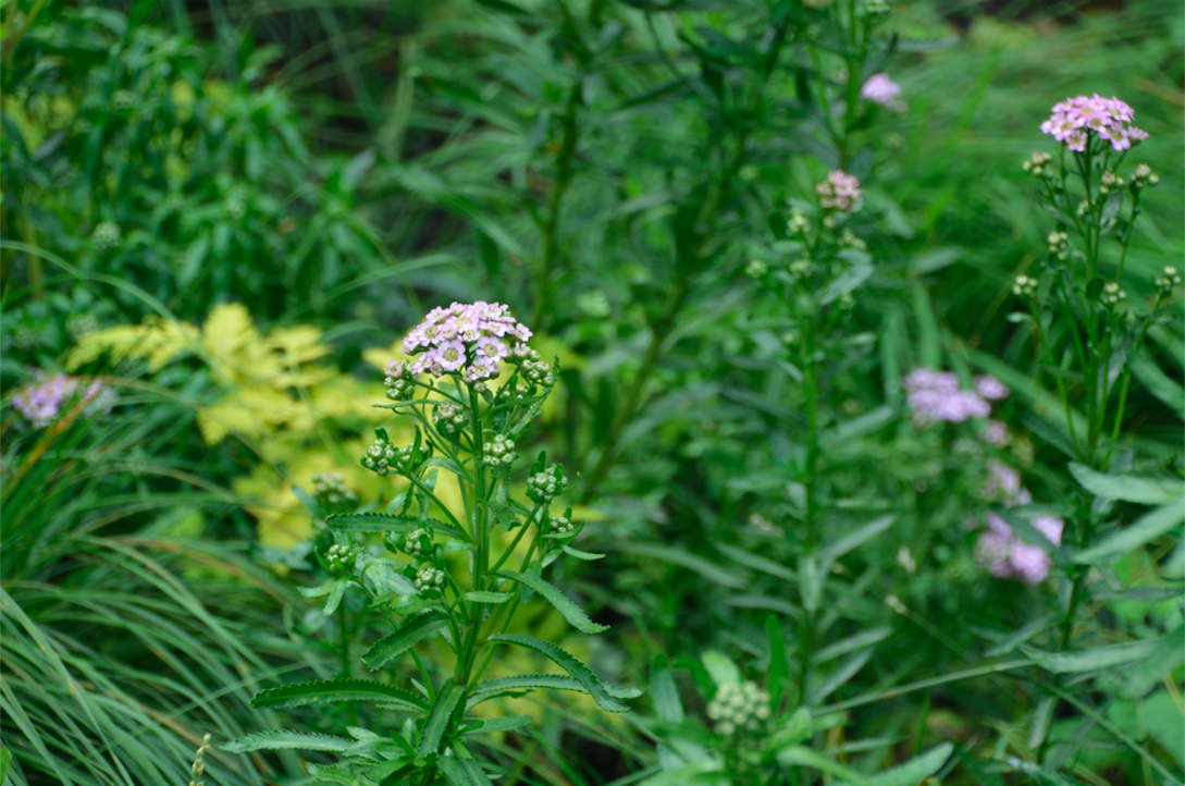 Achillea sibirica var. camtschatica 'Love Parade'