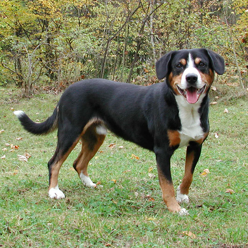 Entlebucher Sennenhund | Bouvier de l’Entlebuch | Entlebuch Mountain Dog