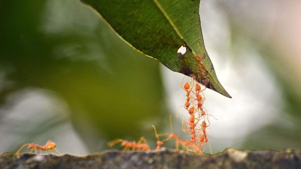 Ameisen klettern auf Blatt symbolisiert einen Prozess-Check