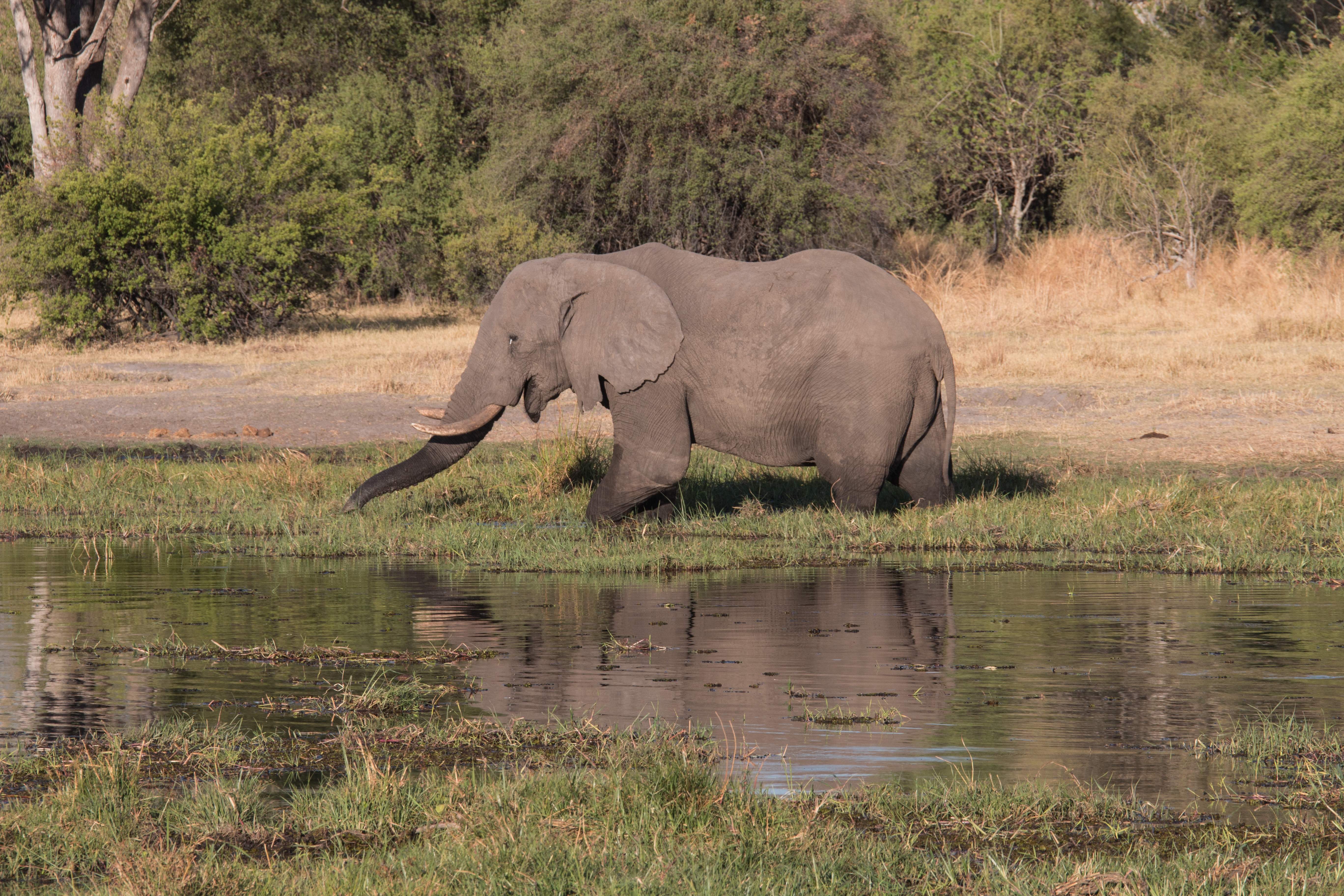 Botswana Reise 2022, Elefant
