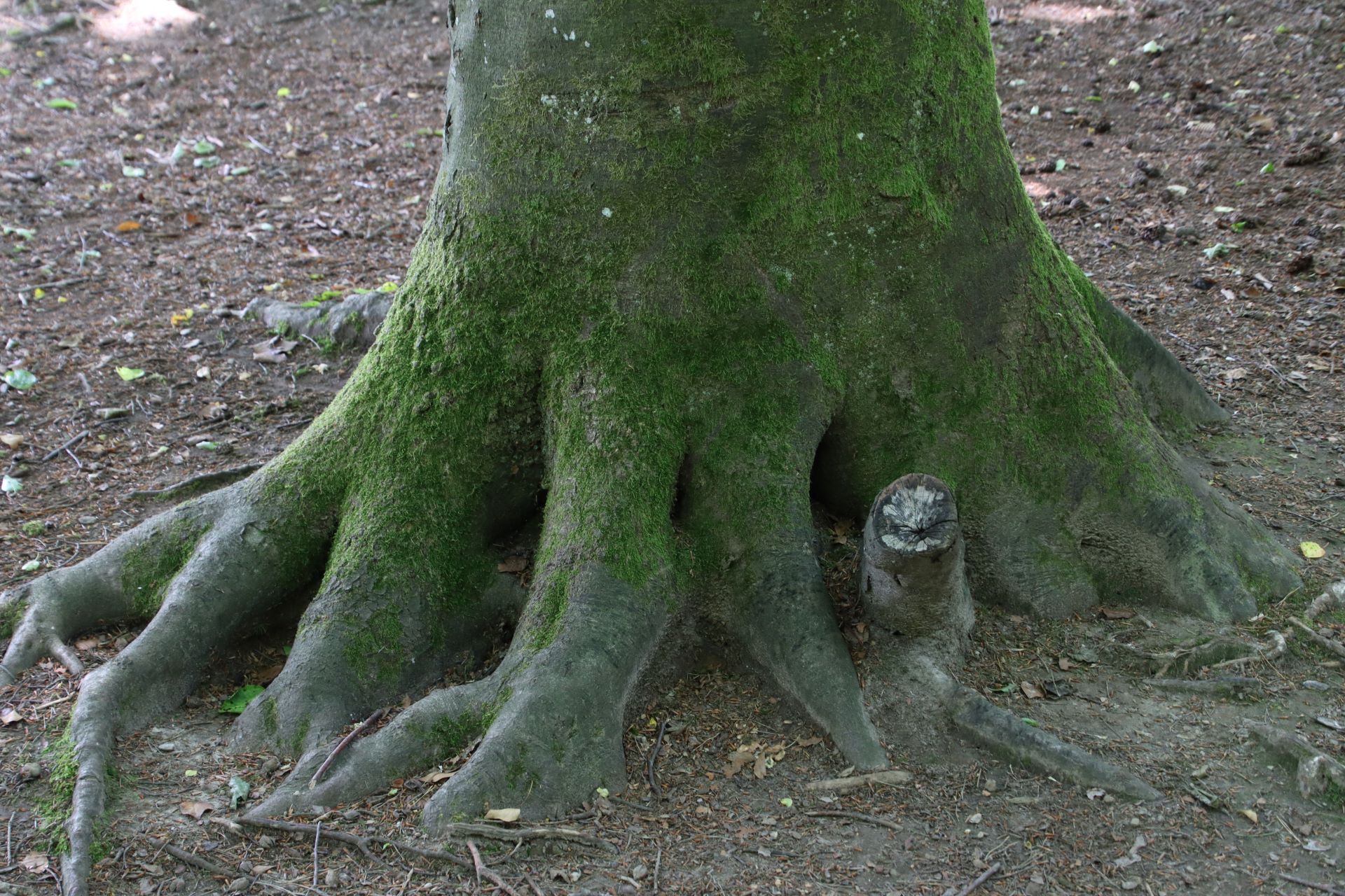 Uralte Bäume schmücken den Wald