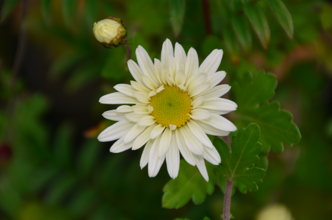 Chrysanthemum (Epauvillers)