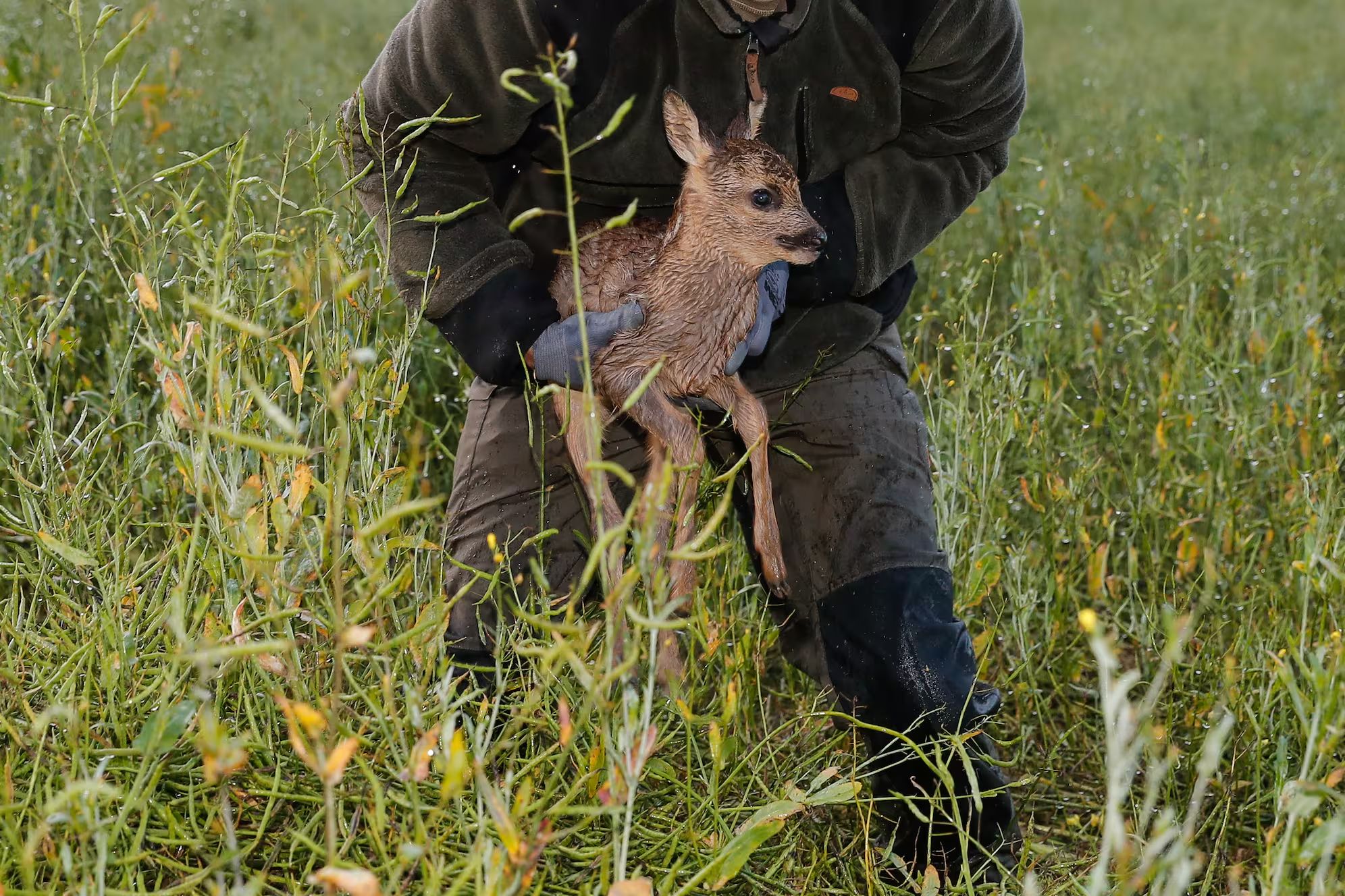 20240615 Bambi-Alarm 09 - Kitz behndigtjpg