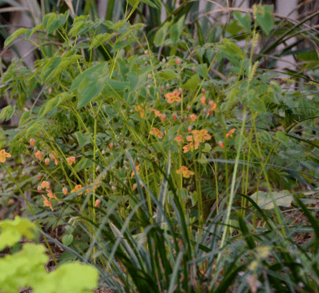 Epimedium x warleyense 'Orangekönigin'