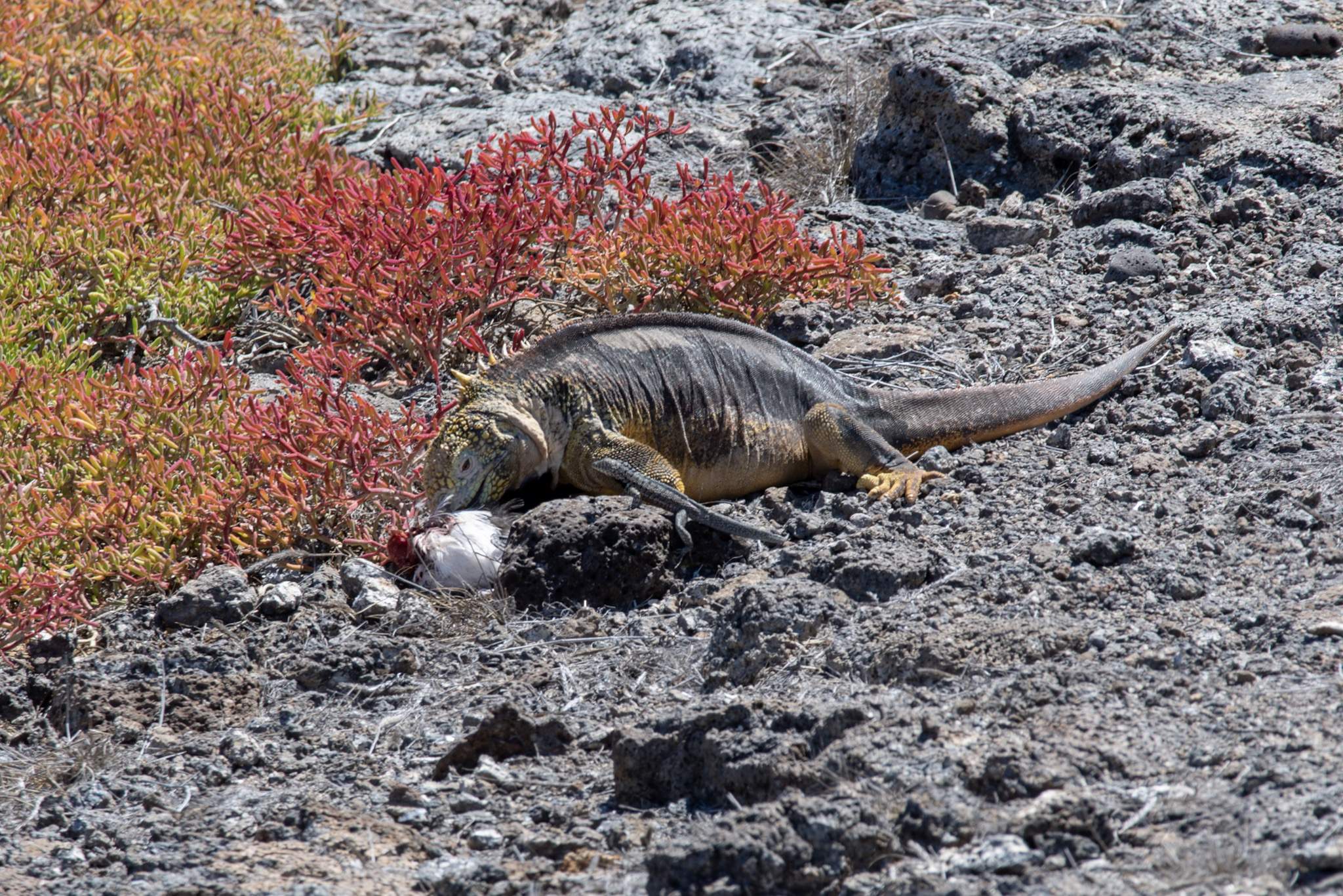 Iguana Hybrid eating a dead animal