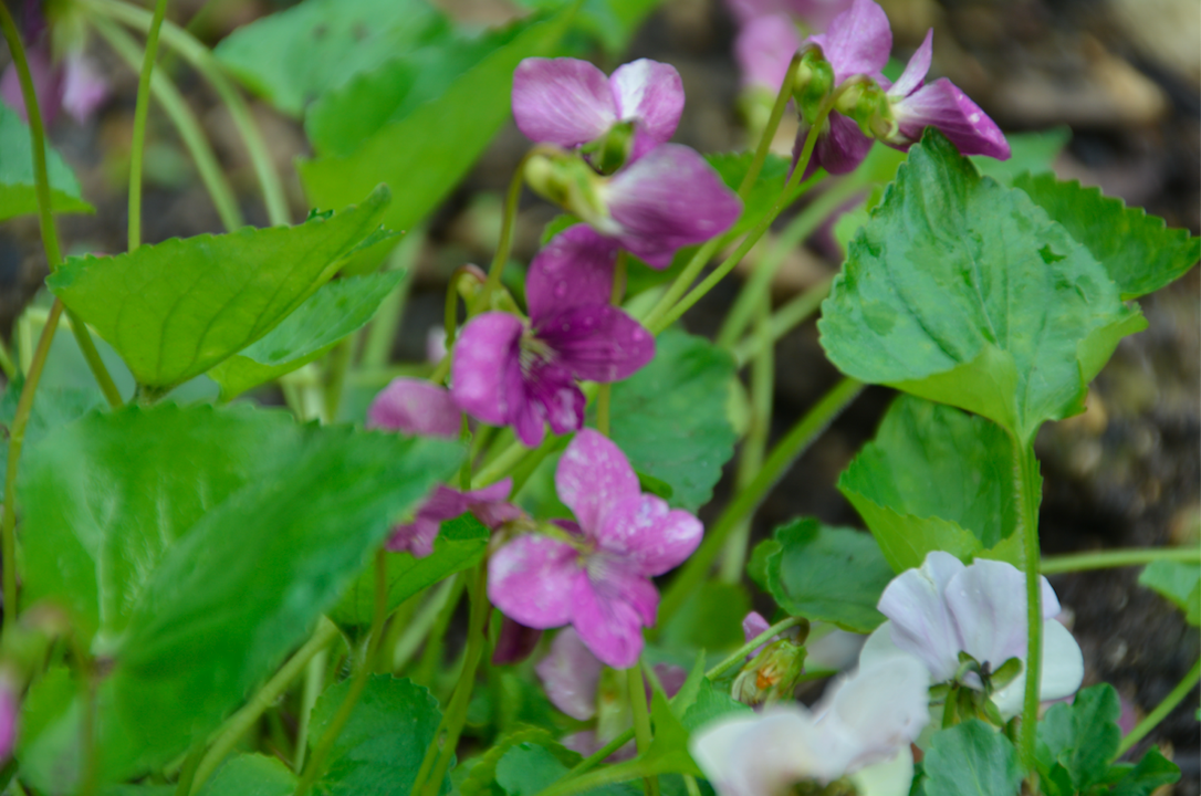 Viola odorata f. rubra