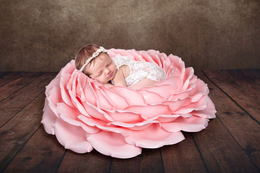 Grosse Rose für Baby-Foto Miete