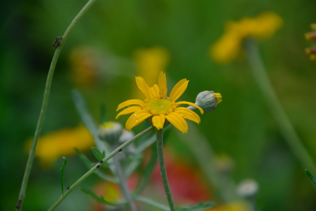 Eriophyllum lanatum