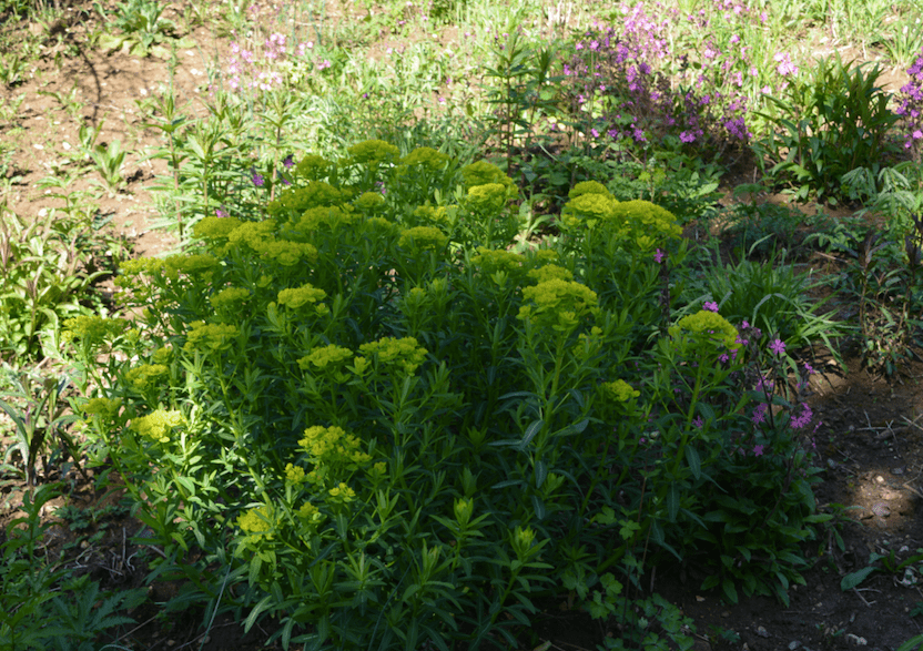 Euphorbia palustris 'Walenburg's Glorie'