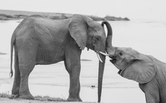 Sambia, Lower Zambezi Nationalpark, Elefant