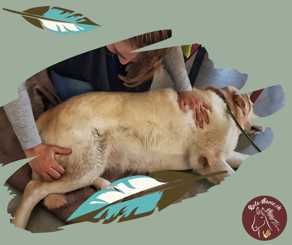 Blog 4. Ausbildungstag Tier-Shiatsu-Therapeutin – Schutz vor Energieraub und viel Praxis am Hund