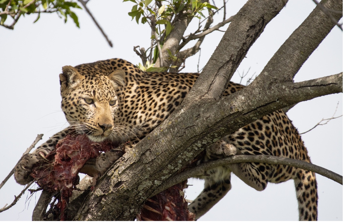 Kenya, Masai Mara, Leopard