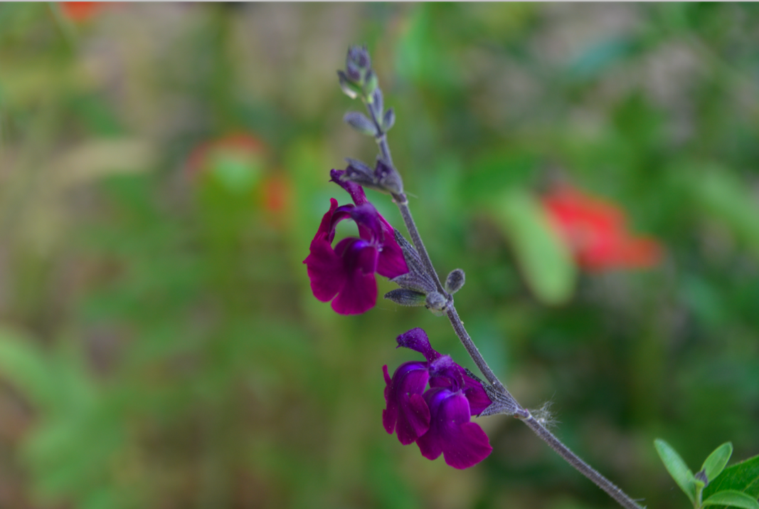 Salvia `Nachtvlinder`