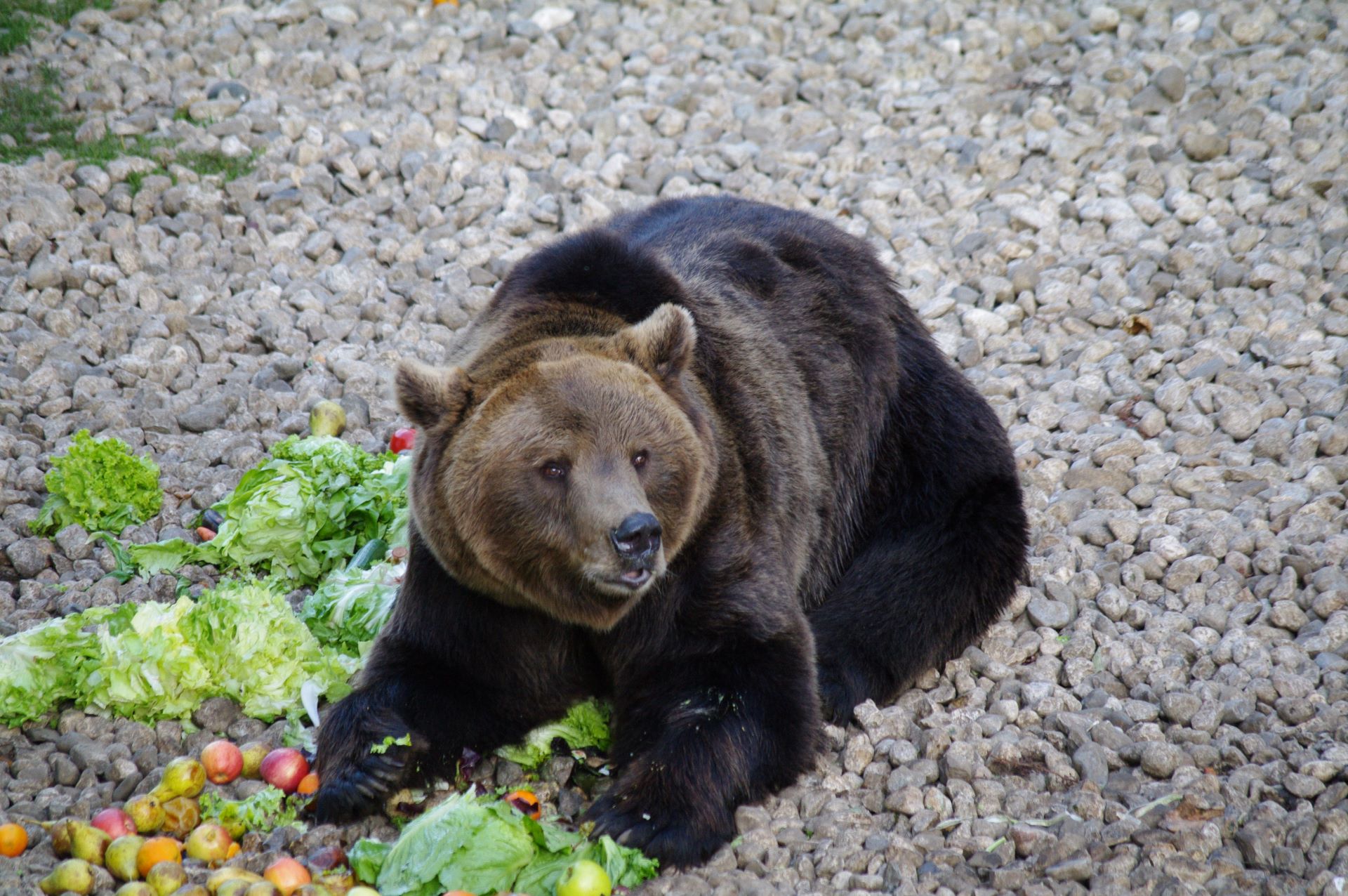 Heute stehen Salat, Obst und Gemüse auf dem Menüplan