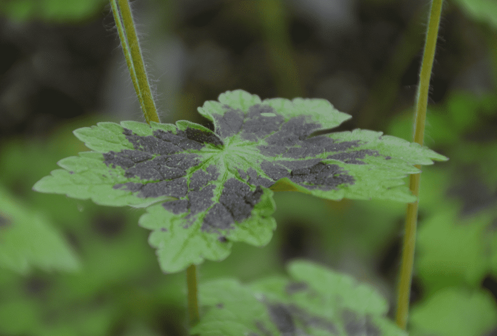 Geranium phaeum `Samobor`