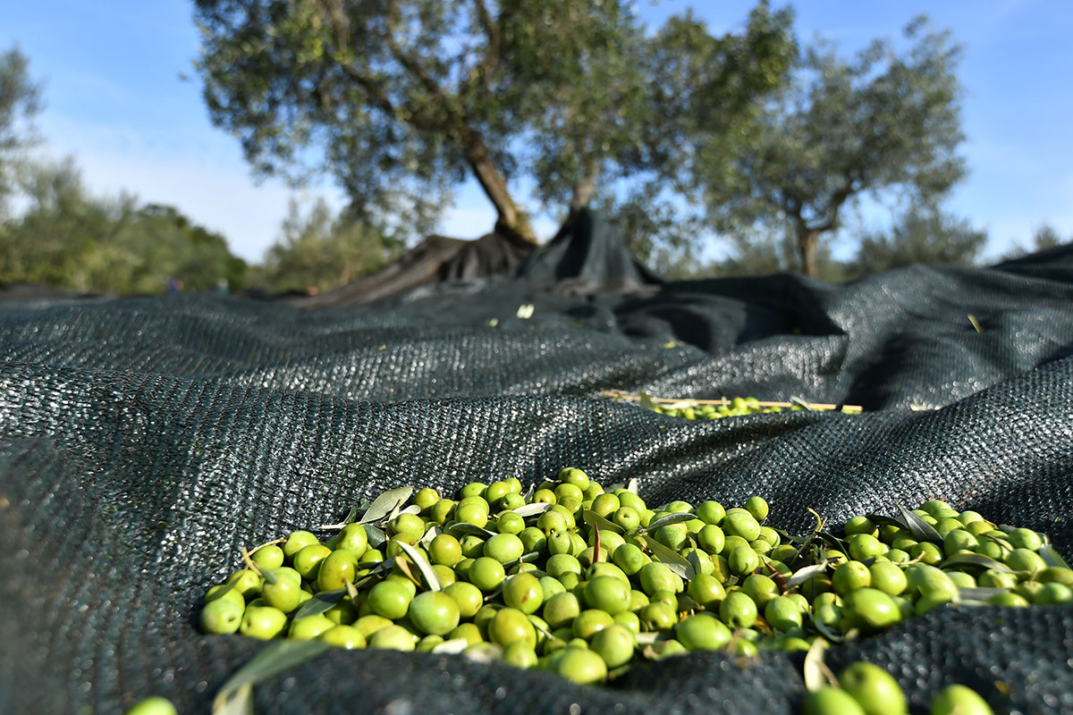 CHIAVALON Olivenöl 4×250 ml in Holzkiste