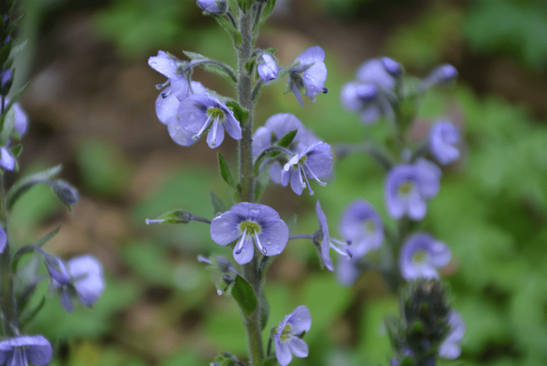 Veronica gentianoides `Little Blues`