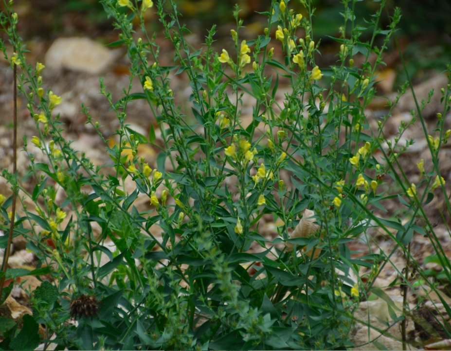 Linaria genistifolia ssp. dalmatica