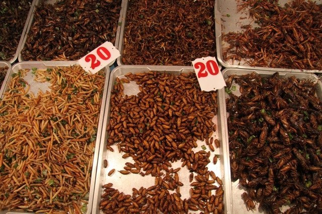 Fried insects - Frittierte Insekten ....