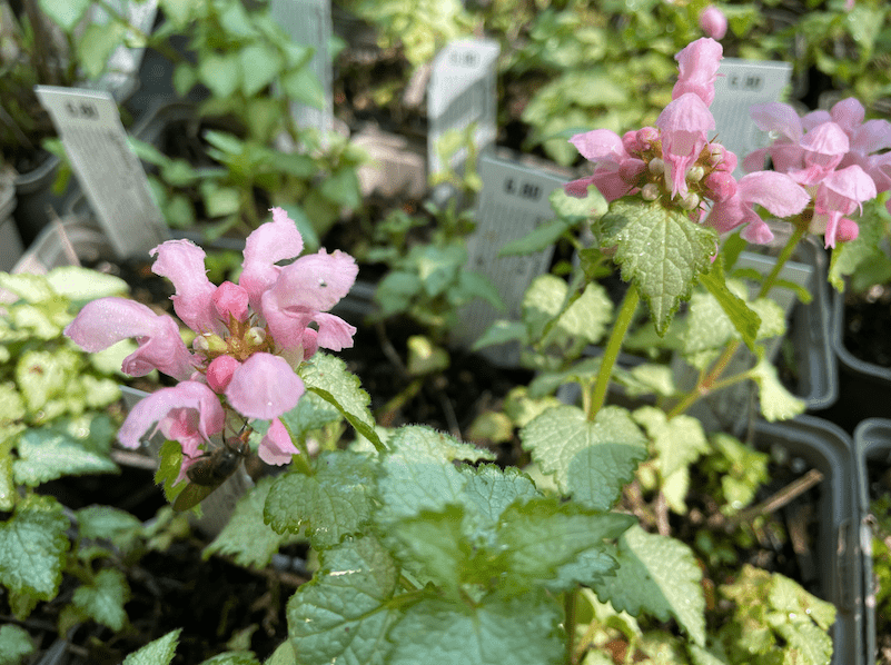 Lamium maculatum 'Pink Pewter'