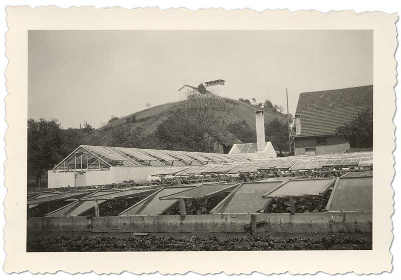 Gärtnerei mit Anzuchthaus und Kastenanlage, um 1950