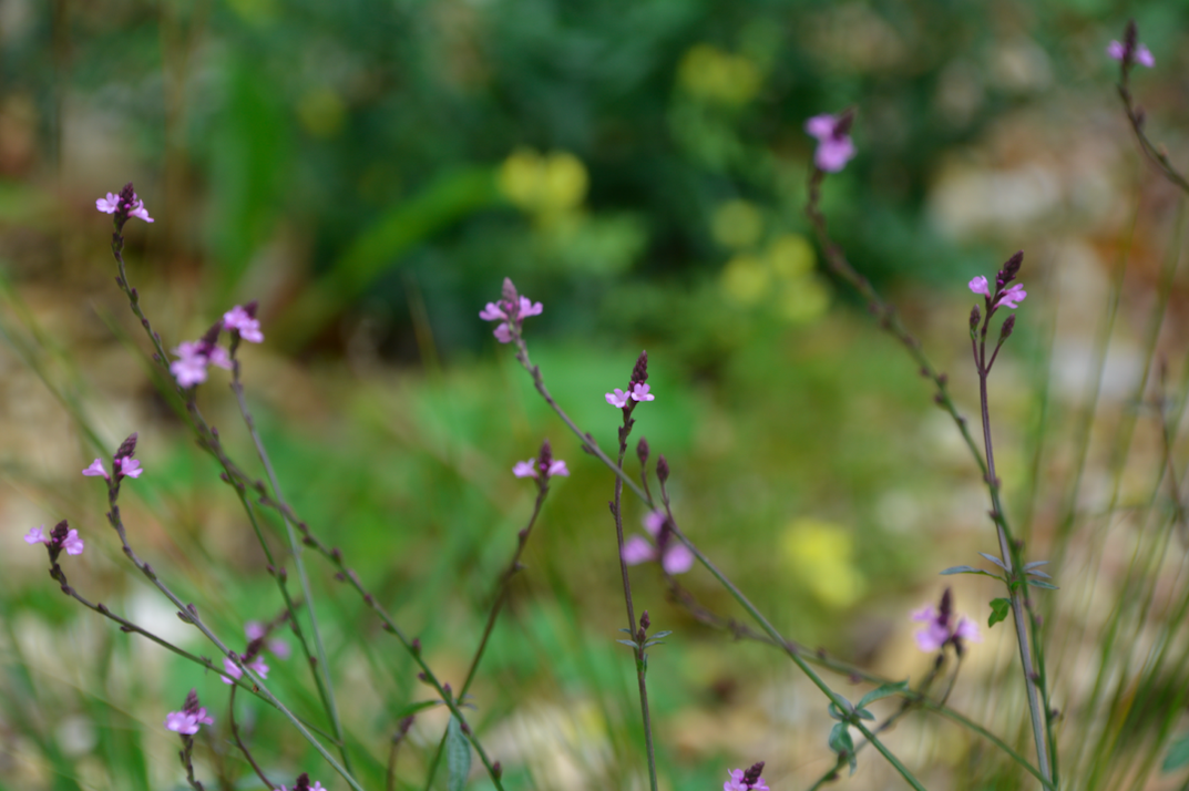 Verbena officinalis var. grandiflora `Bampton`