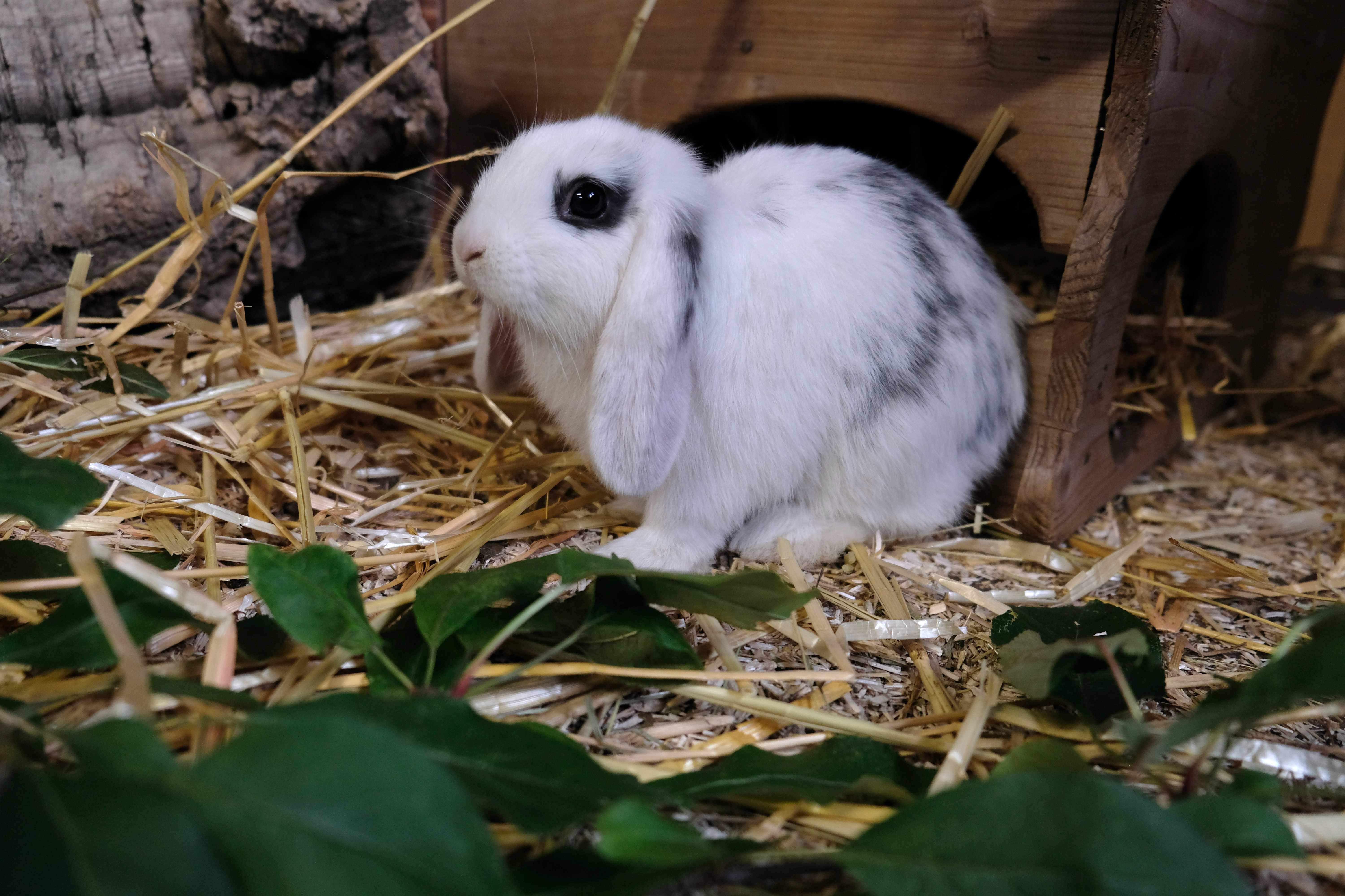 Tierpatenschaft Kaninchen: Ein Jahr