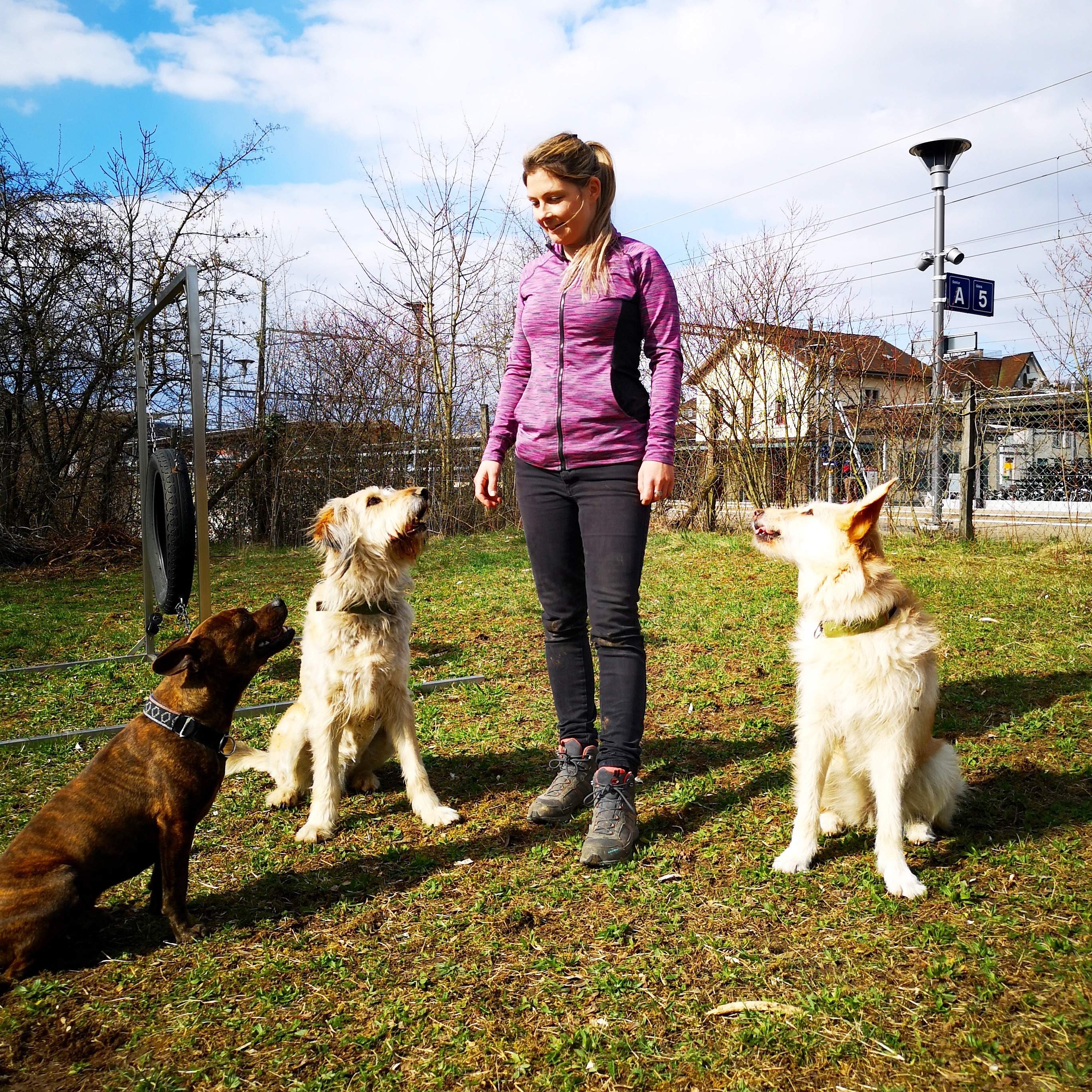 Yvonne Frei mit drei aufmerksamen Hunden auf einer Wiese.
