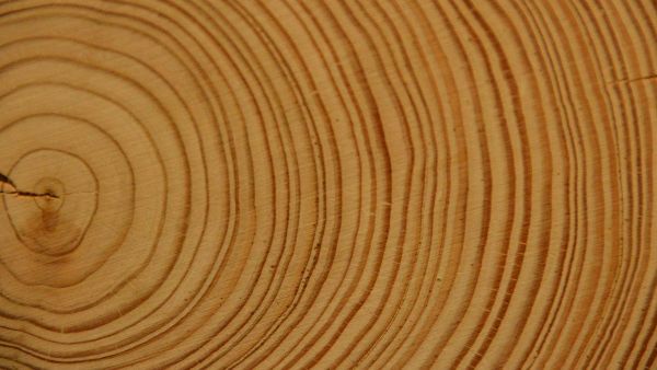 Holzmuster mit Altersringen symbolisiert Strategie-Check von Unternehmensberatung Evolex
