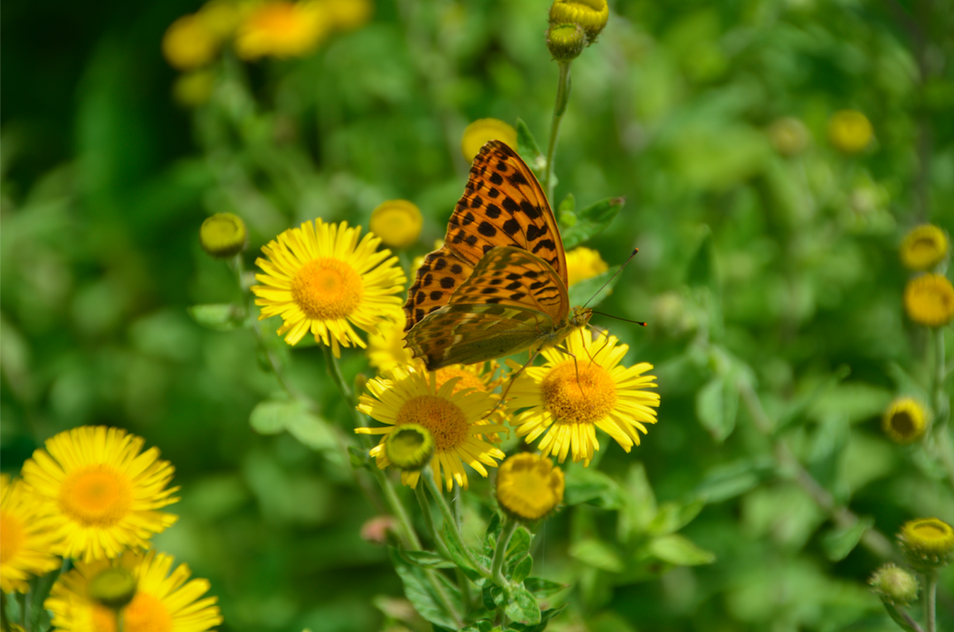 Pulicaria dysentericapng