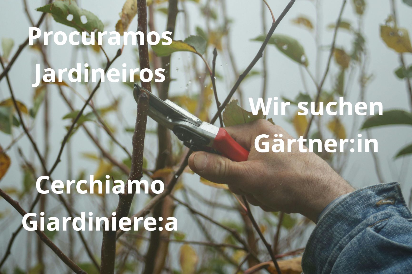 Wir suchen Gärtner:in, Cerchiamo Giardiniere, Procuramos Jardineiros EBA EFZ